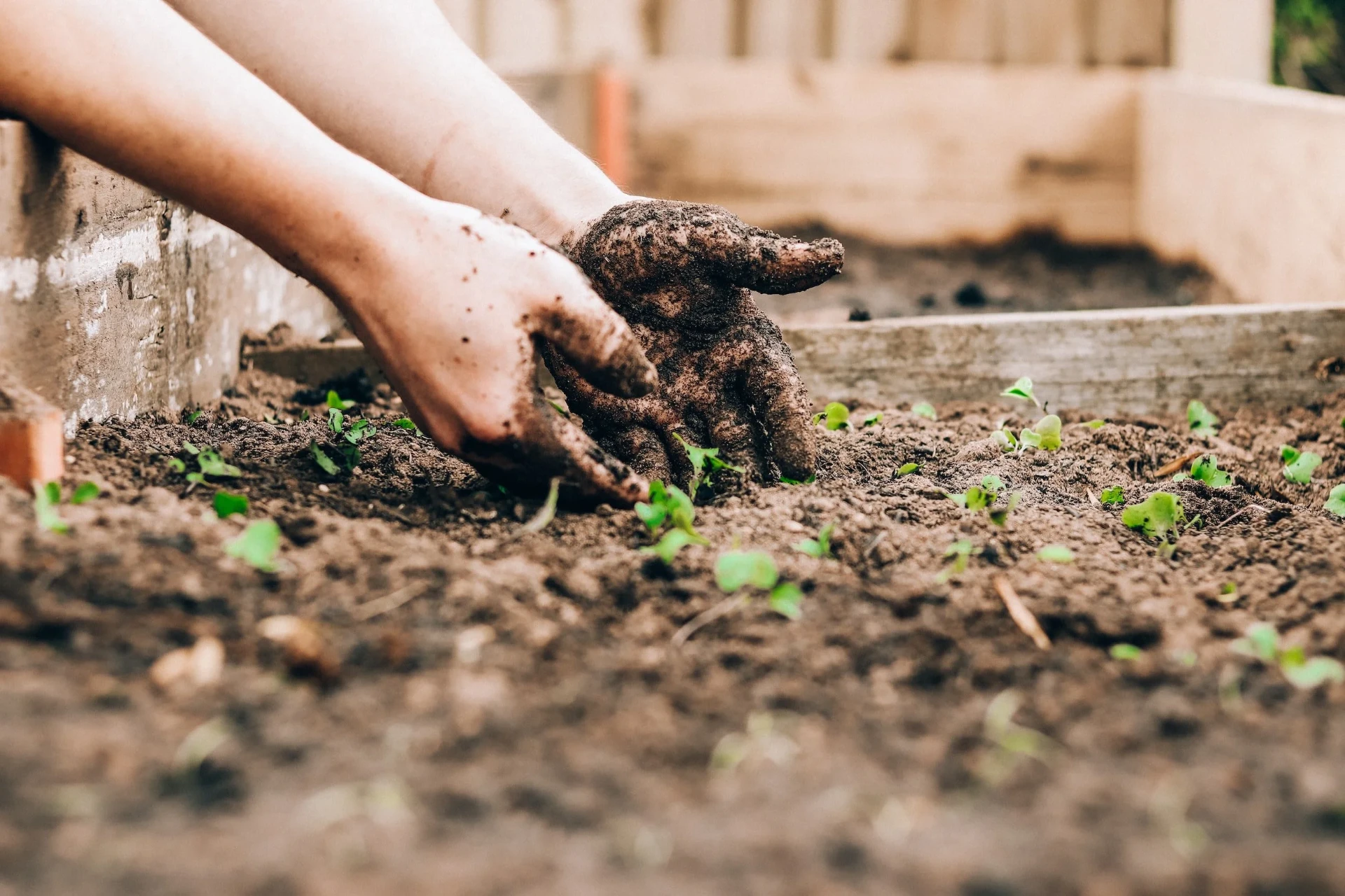 Toronto Yard Waste – What You Need to Know!